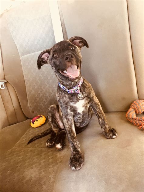 Pittie Mix l 2YO MO l 42 Adoption Fee 425 From Hi more. . Brindle pitbull puppies for sale